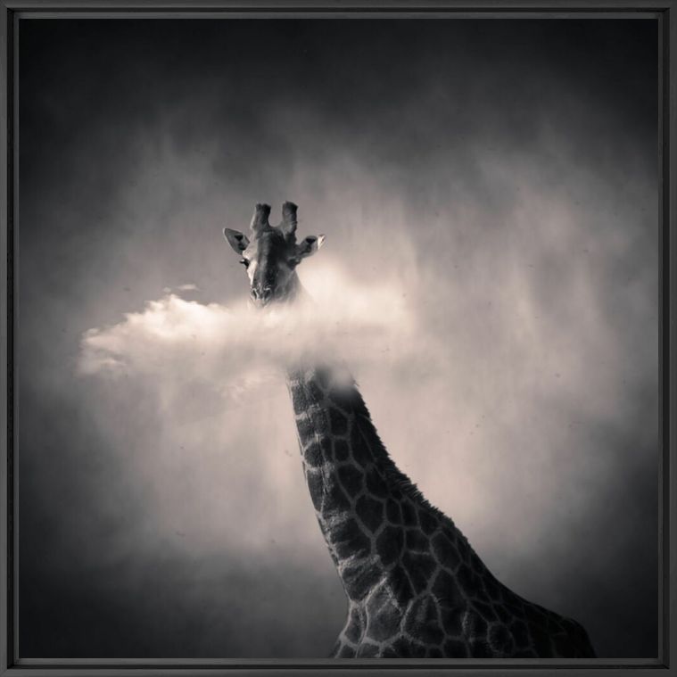 Photographie Girafe - DENIS OLIVIER - Tableau photo