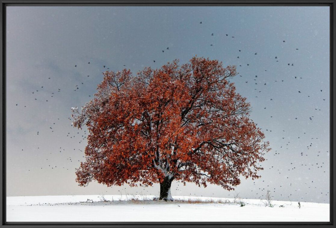 Kunstfoto Tree of Life - EVGENI DINEV - Foto schilderij