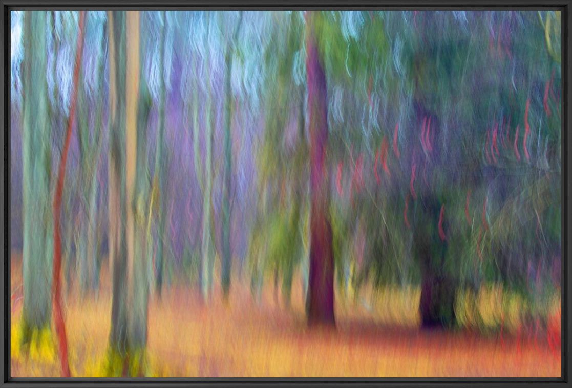 Fotografia Forest with two cypress trees  - Fan Li - Pittura di immagini