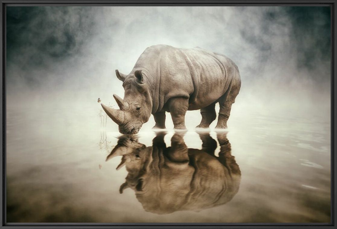 Photograph RHINO - FELIX HERNANDEZ DREAMOGRAPHY - Picture painting