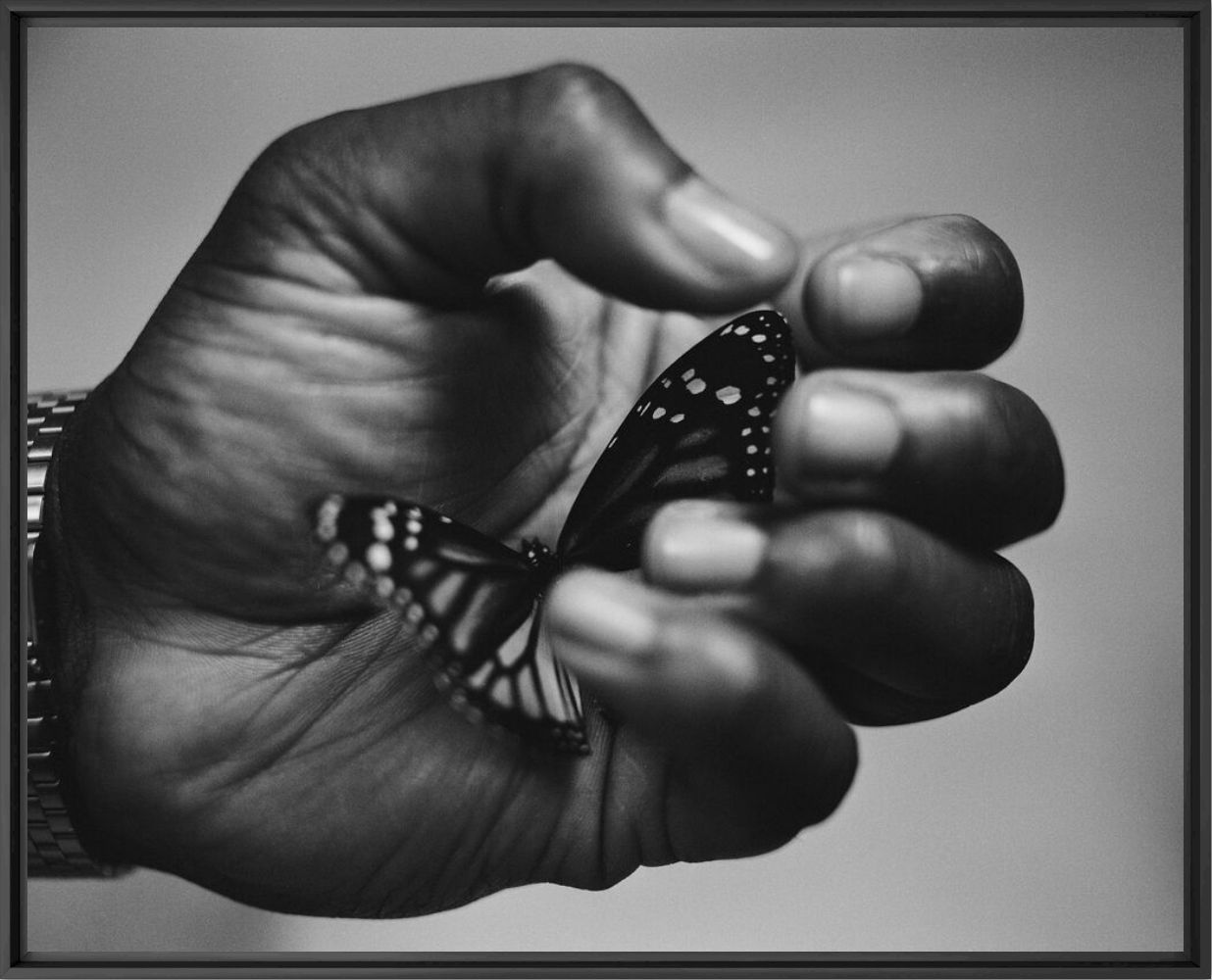 Photographie The butterfly - Fifou  - Tableau photo