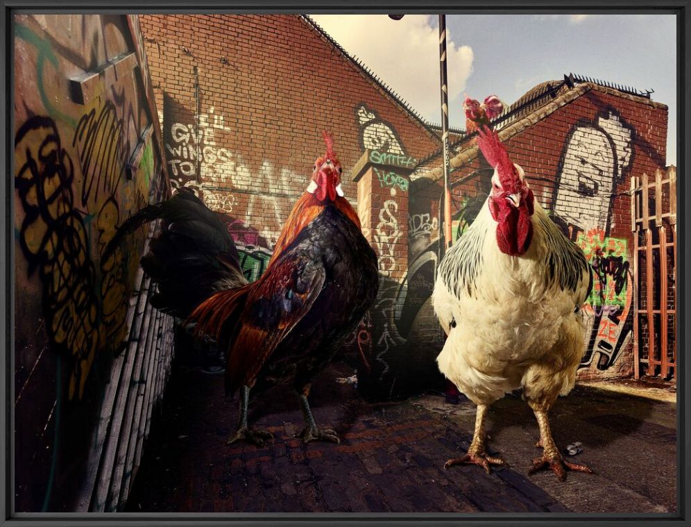 Photographie BACK STREET BIRDS - GRAHAM TOOBY - Tableau photo