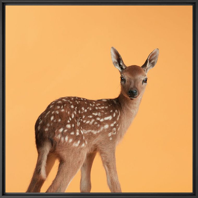 Photographie ORANGE FAWN - GUILLAUME DUTREIX - Tableau photo