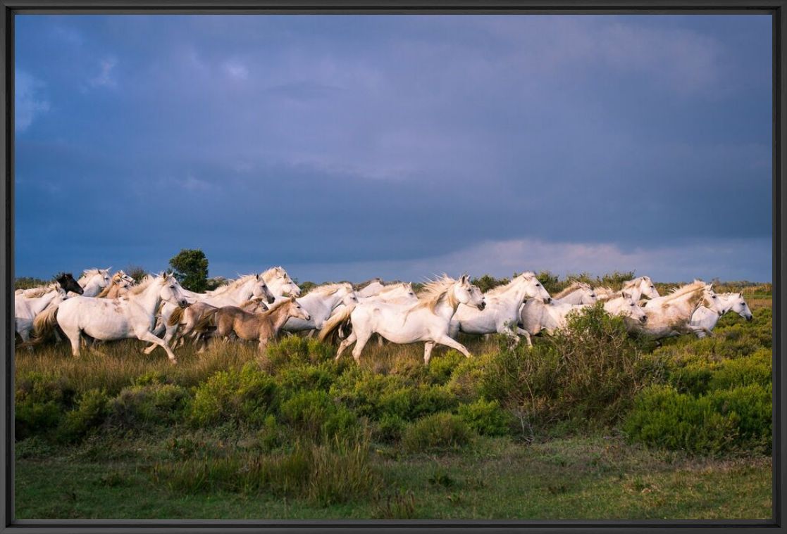 Fotografía La grande chevauchée - Guillaume Valli - GUILLAUME VALLI - Cuadro de pintura