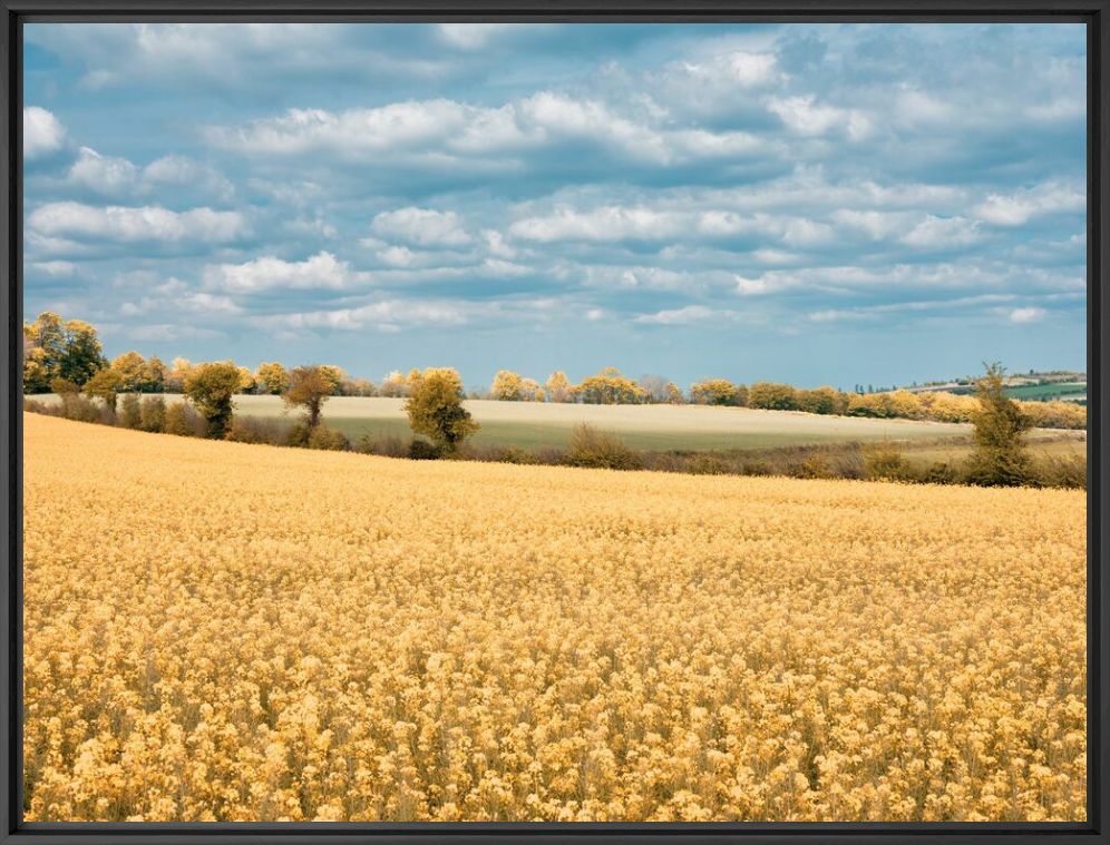 Kunstfoto SUN FIELD - HEROD BECEN - Foto schilderij