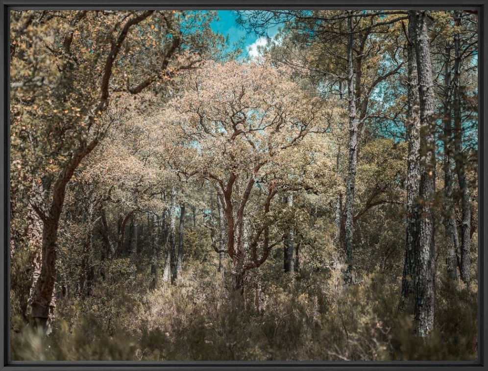 Fotografie THE TREES - HEROD BECEN - Bildermalerei