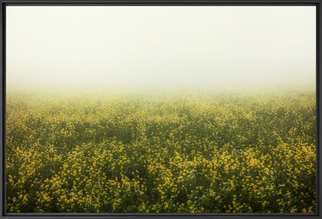 Fotografia Rapeseed field in the mist - IGOR VITOMIROV - Pittura di immagini