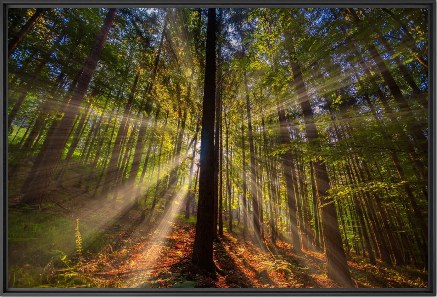 Kunstfoto Sun rays in green forest - IGOR VITOMIROV - Foto schilderij