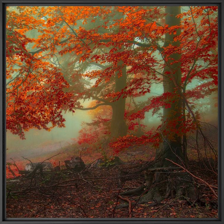 Photographie Ancient Calling of Autumn - JANEK SEDLAR - Tableau photo