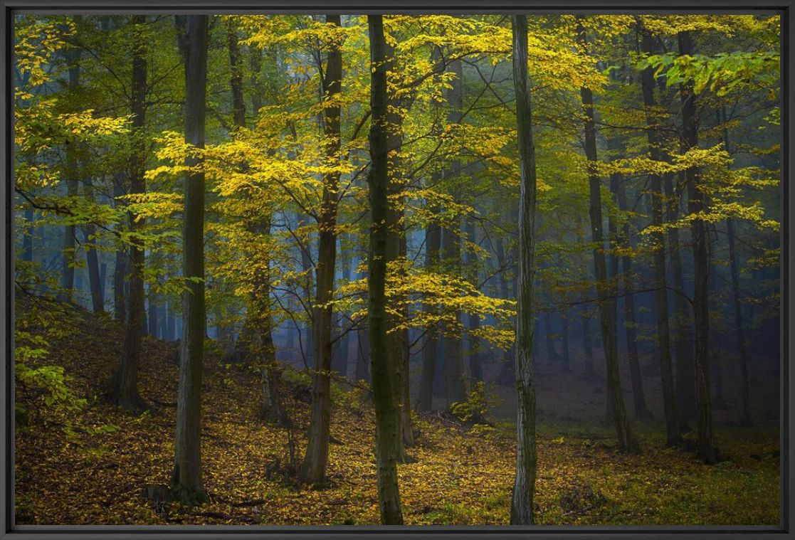 Fotografie MYSTERIOUS POWER OF THE FOREST - JANEK SEDLAR - Bildermalerei