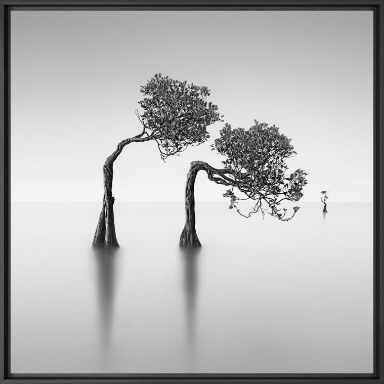 Kunstfoto Dancing Mangrove Trees 2 -  JEFFLIN - Foto schilderij