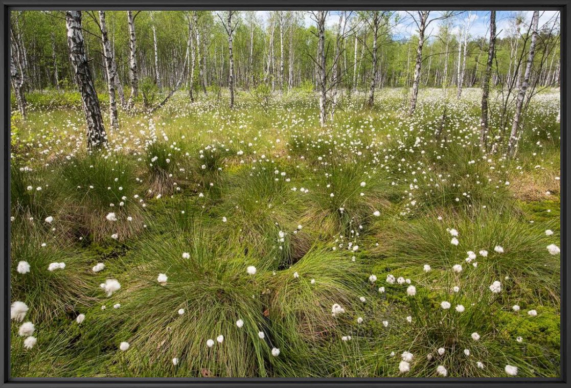 Photographie Forêt humide de Pologne - JEREMY MATHIEU - Tableau photo