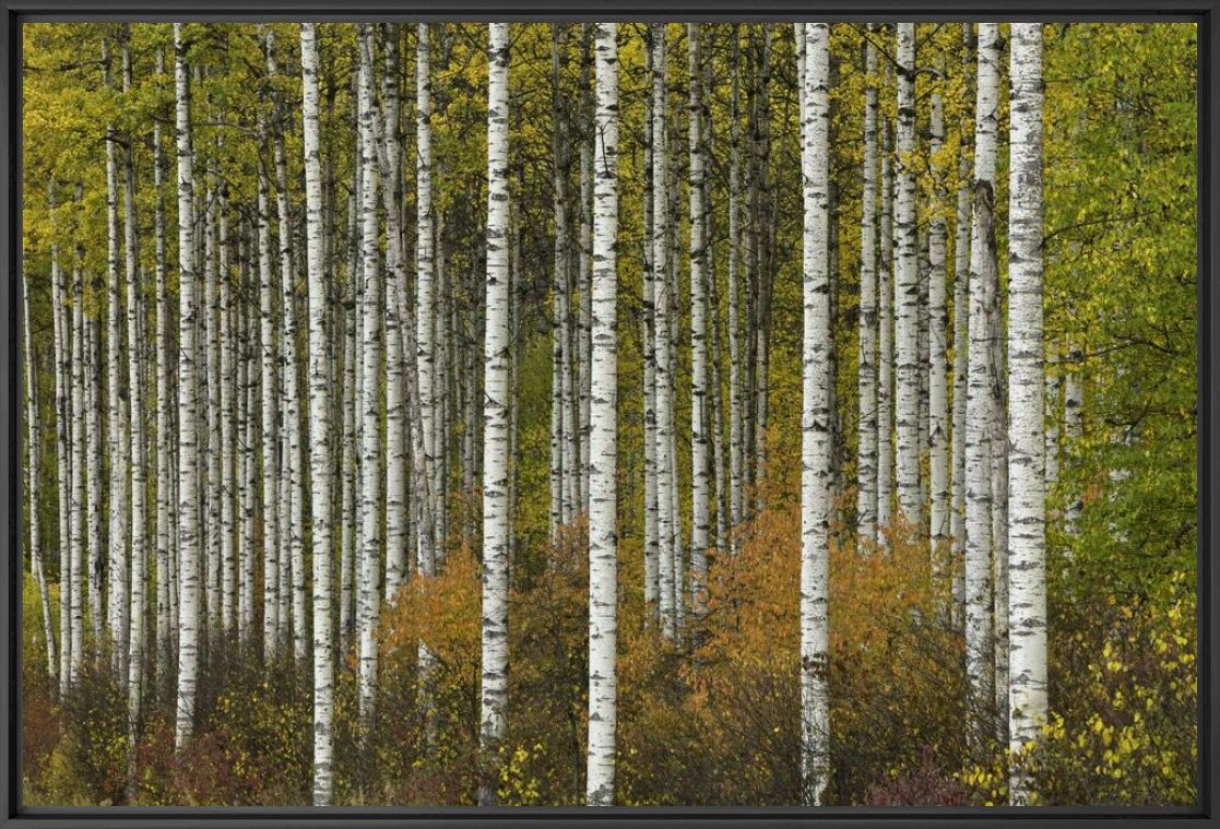 Photograph ASPEN GROVE IN AUTUMN -  JOHN EASTCOTT ET YVA MOMATIUK - Picture painting