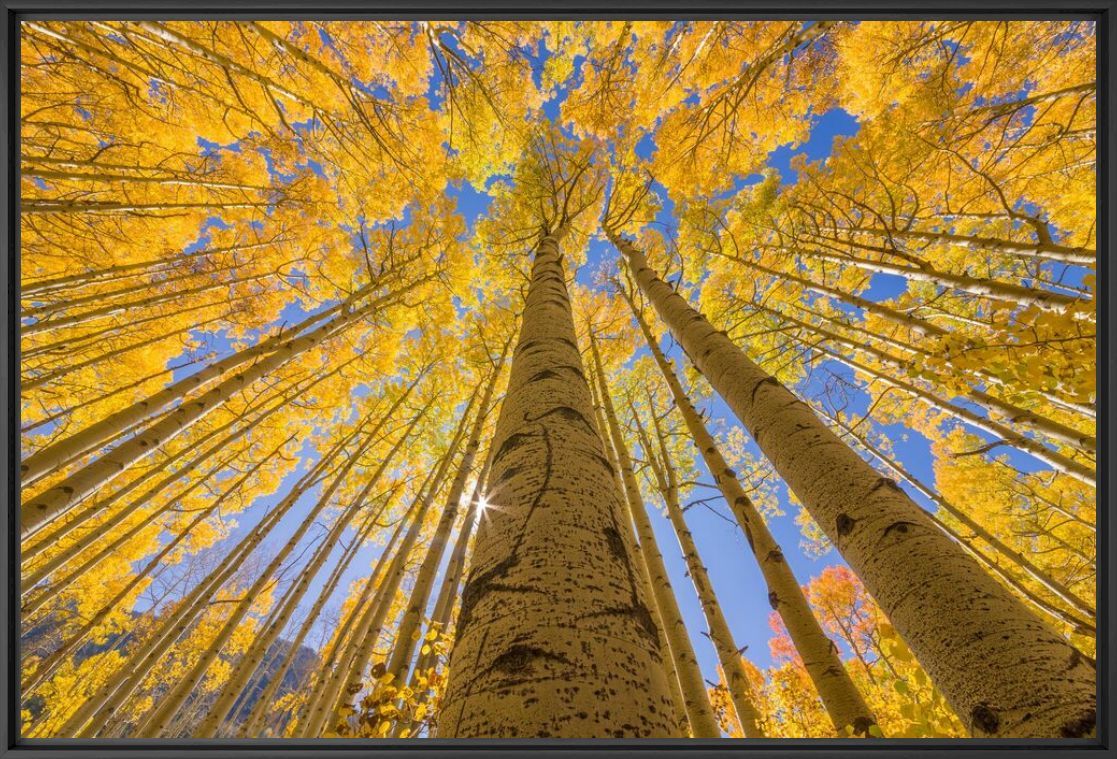 Fotografie GOLDEN ASPEN CANOPIES I -  JOHN EASTCOTT ET YVA MOMATIUK - Bildermalerei