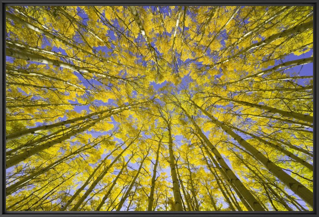 Fotografía GOLDEN ASPEN CANOPIES -  JOHN EASTCOTT ET YVA MOMATIUK - Cuadro de pintura