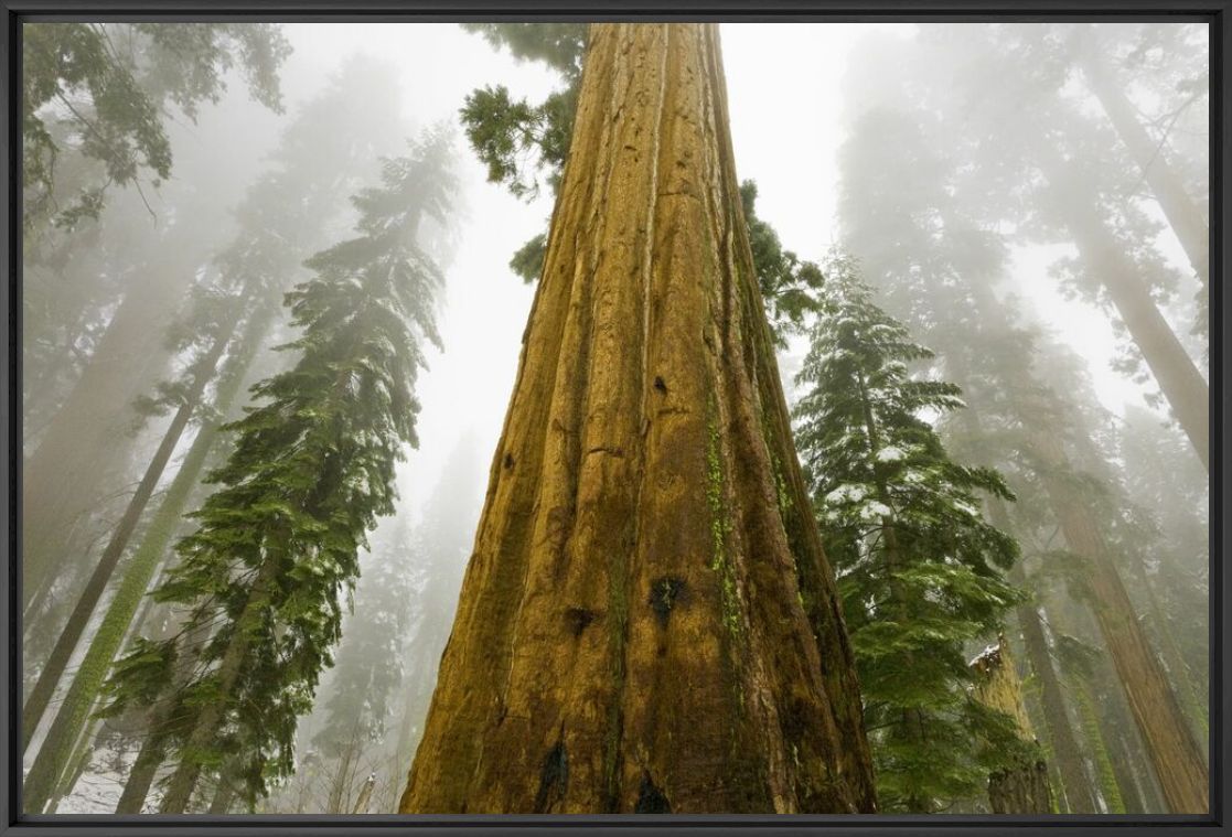 Photograph SEQUOÏA IN FOG -  JOHN EASTCOTT ET YVA MOMATIUK - Picture painting