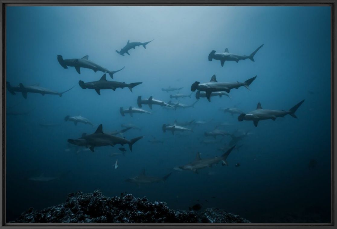 Photograph SCHOOL OF SCALLOPED HAMMER HEAD SHARKS - JOHN KOWITZ - Picture painting