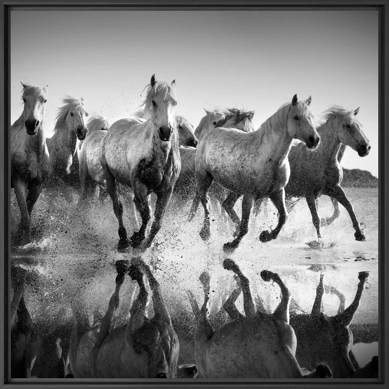 Fotografia Horses and reflexions - JONATHAN CHRITCHLEY - Pittura di immagini