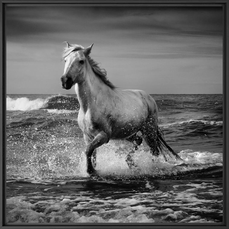 Stallion Cheval noir et blanc JONATHAN CHRITCHLEY