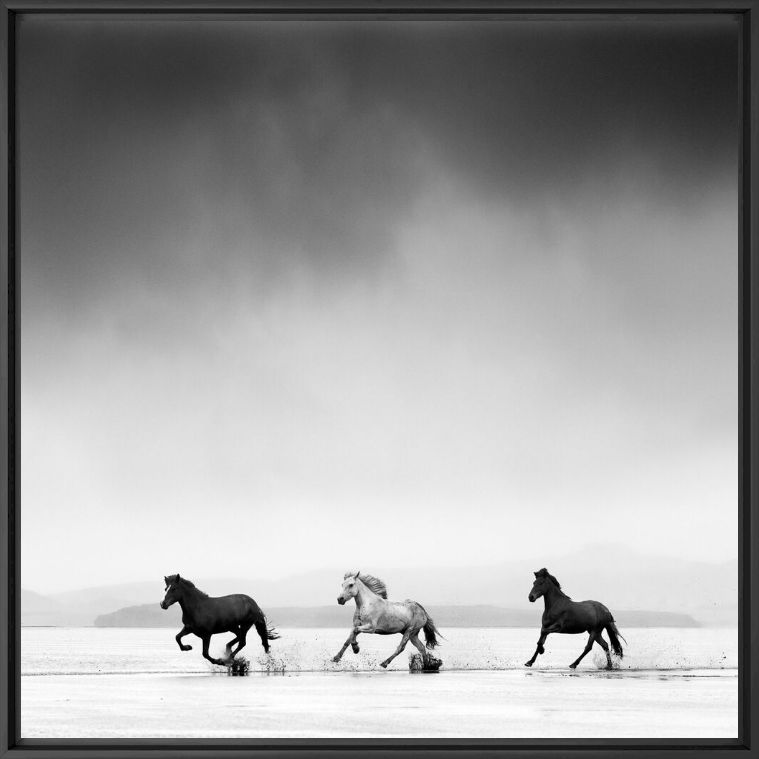 Photographie Three horses - JONATHAN CHRITCHLEY - Tableau photo