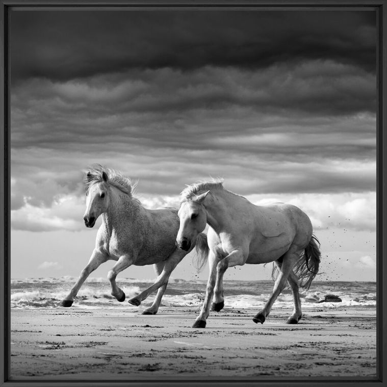 Kunstfoto Two stallions playing - JONATHAN CHRITCHLEY - Foto schilderij