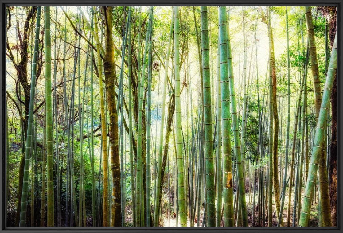 Photograph BAMBOO FOREST - Jörg Wanderer - Picture painting