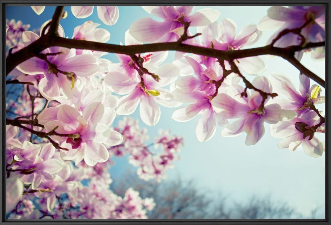 Kunstfoto Magnolia - Jörg Wanderer - Foto schilderij