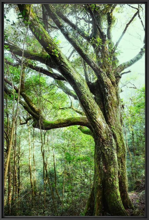 Photograph SHIMEN NATIONAL FOREST - Jörg Wanderer - Picture painting