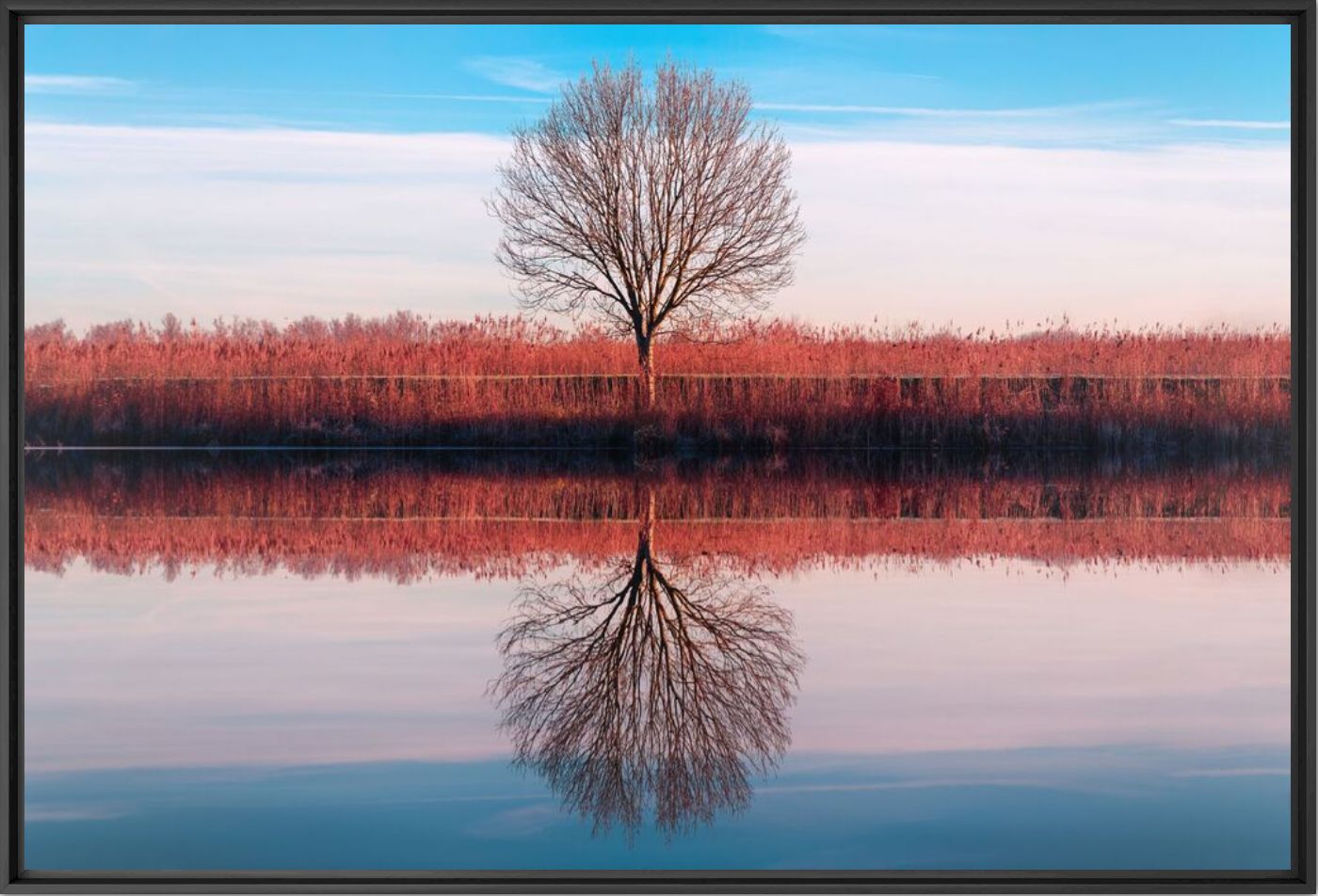 Fotografie Red and Cyan Tree  - Juan Pablo De Miguel - Bildermalerei