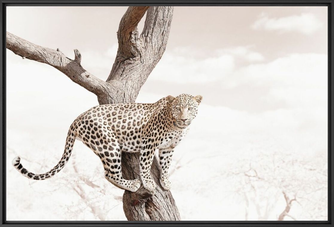 Photograph ALERT LEOPARD - KLAUS TIEDGE - Picture painting