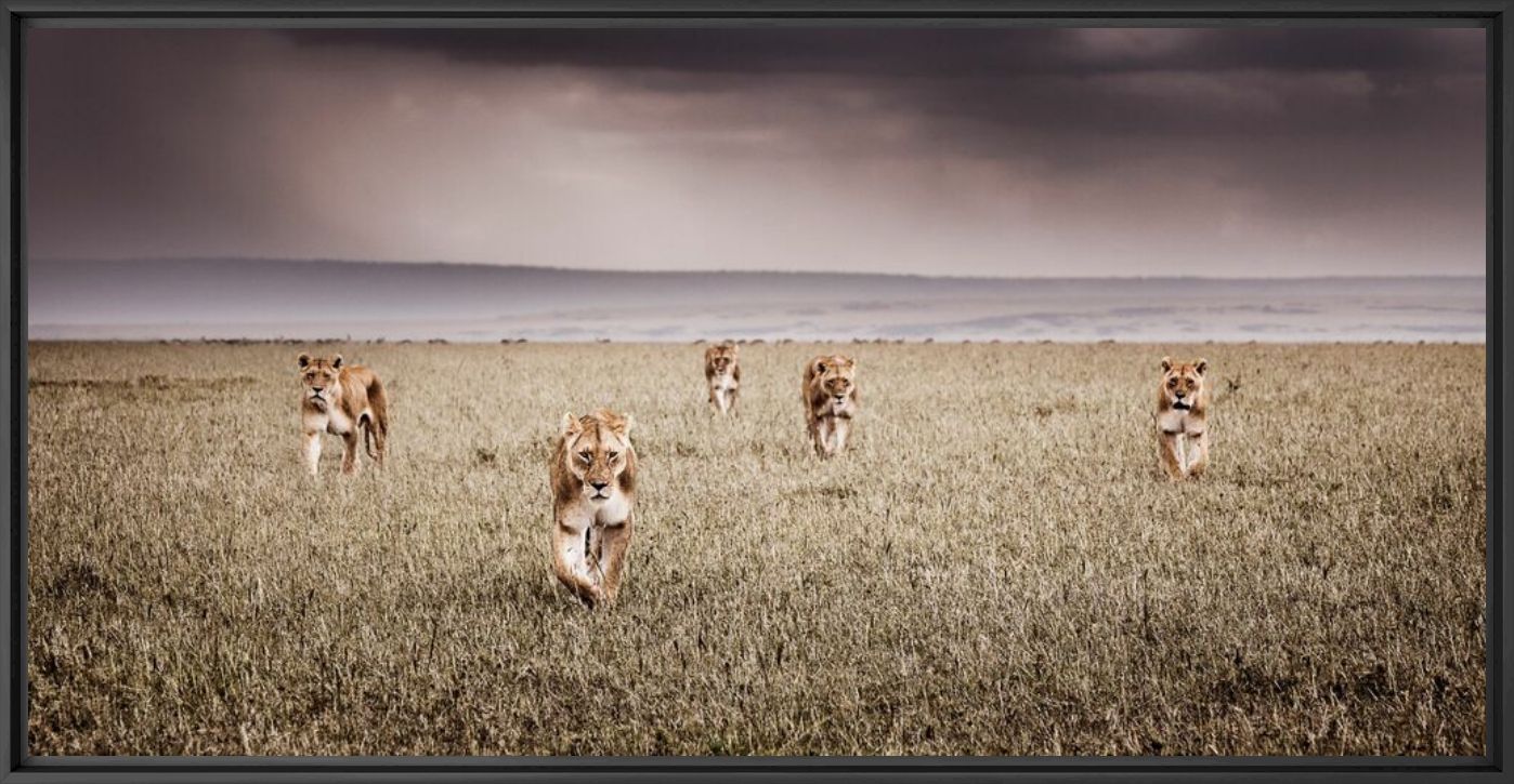 LION KING, Lion, PEDRO JARQUE KREBS · Art photographs · YellowKorner