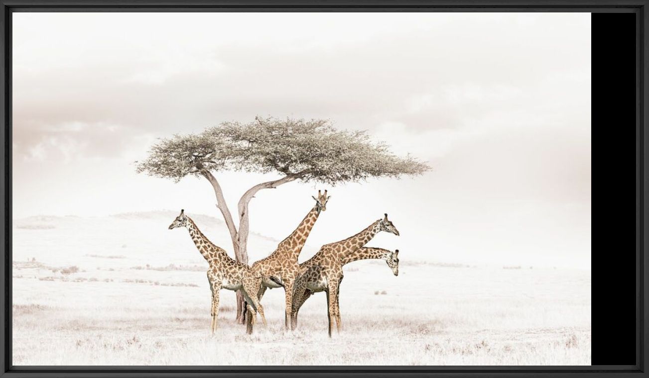 Kunstfoto GATHERING GIRAFFES - KLAUS TIEDGE - Foto schilderij