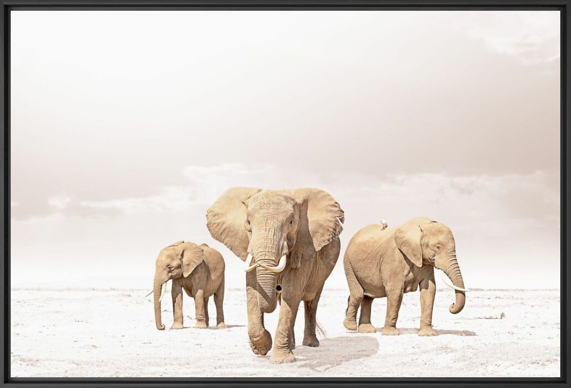Photographie LEADING ELEPHANT - KLAUS TIEDGE - Tableau photo