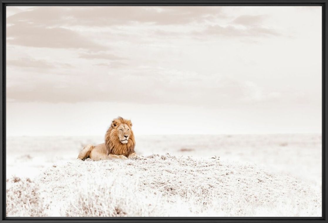 Fotografia OBSERVING LION - KLAUS TIEDGE - Pittura di immagini