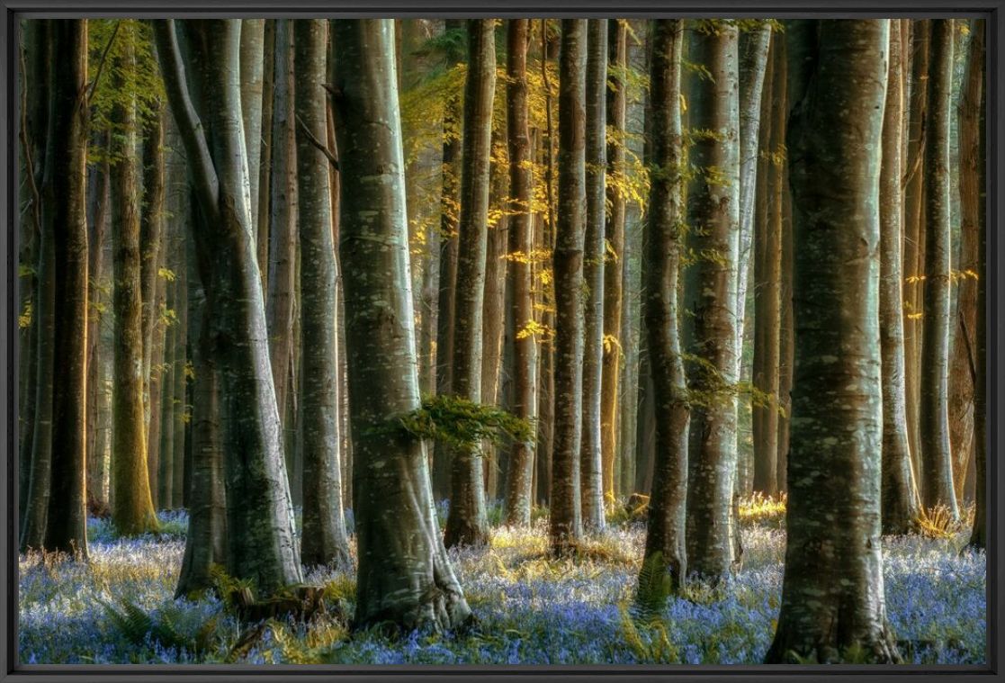 Photograph BELLE BLUE - LARS VAN DE GOOR - Picture painting