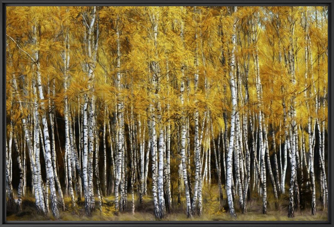 Photograph BIRCHBUNCH - LARS VAN DE GOOR - Picture painting