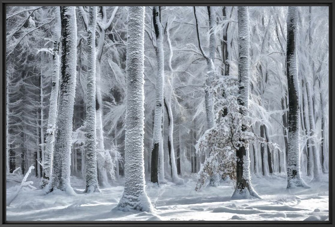 Fotografie COLD IS COMING - LARS VAN DE GOOR - Bildermalerei