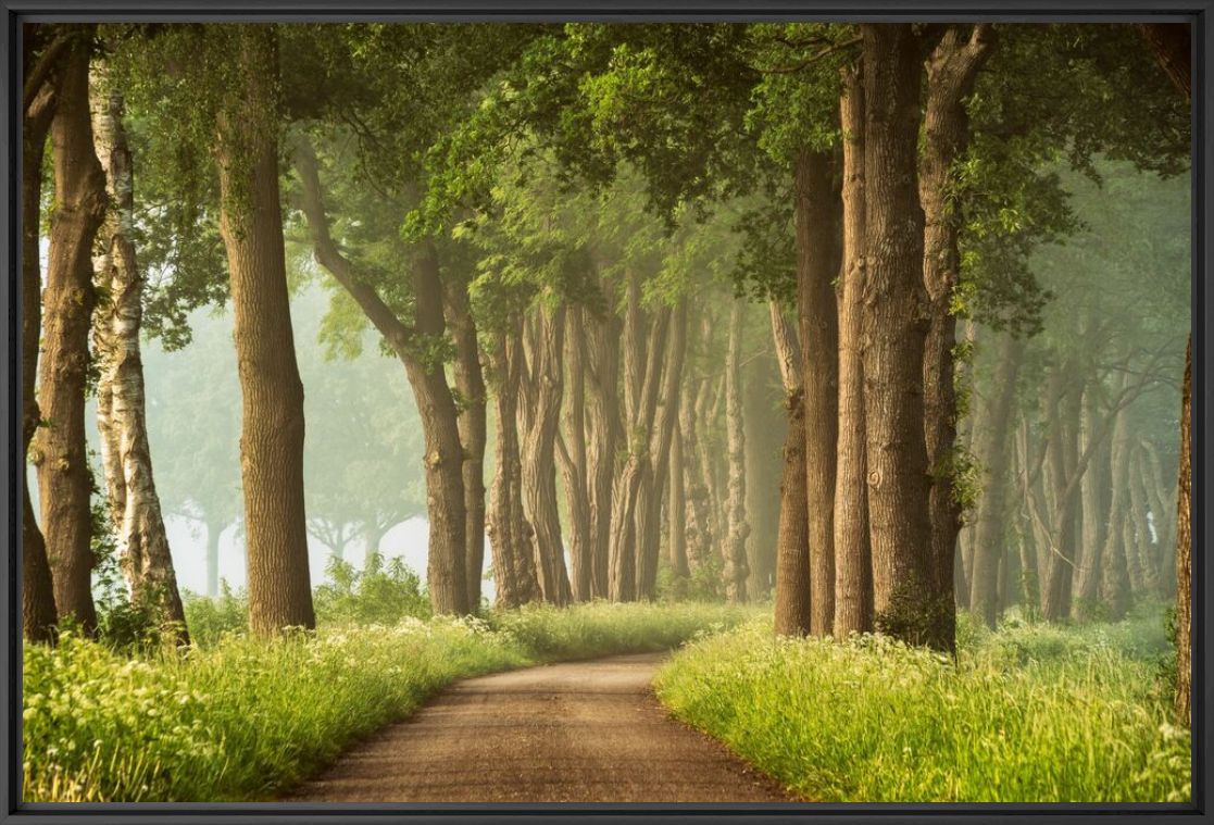 Kunstfoto PATH OF DREAMS - LARS VAN DE GOOR - Foto schilderij