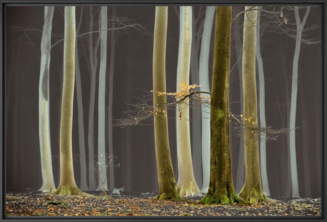 Fotografia Serenity is My Name - LARS VAN DE GOOR - Pittura di immagini