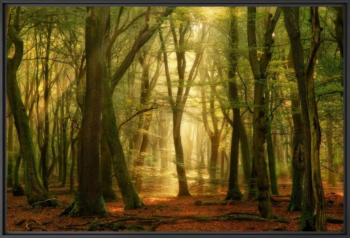 Photograph THE OPEN SECRET - LARS VAN DE GOOR - Picture painting