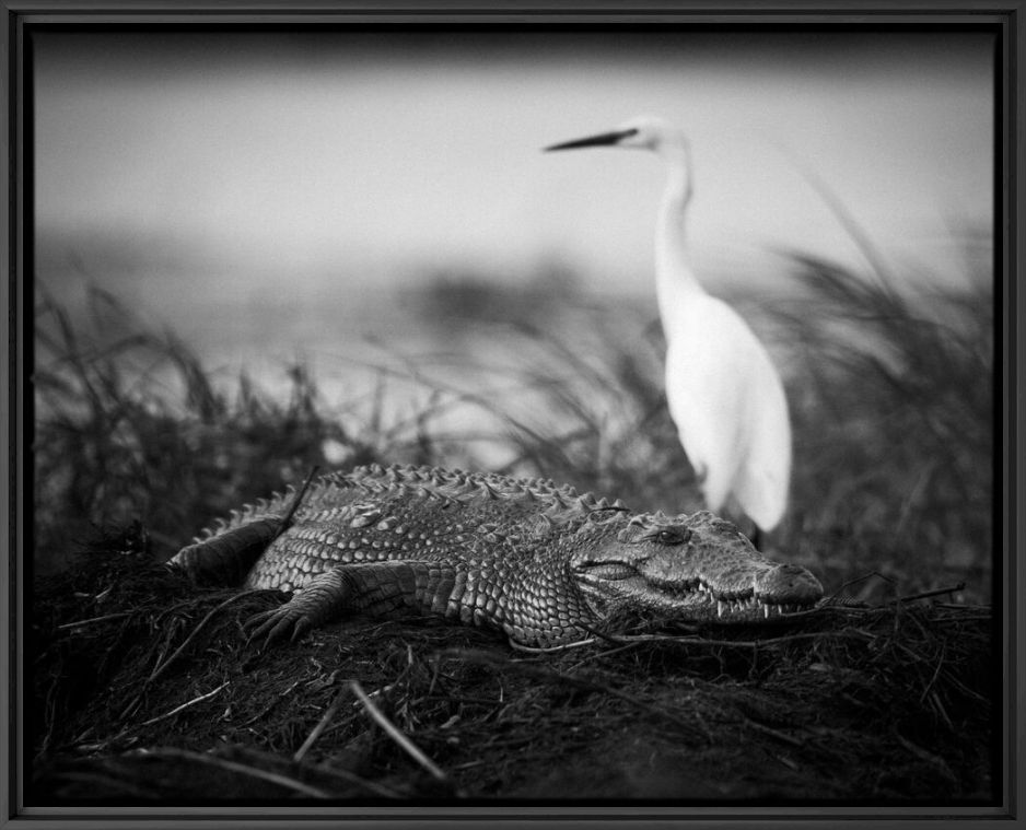 Photographie Crawl or Fly - LAURENT BAHEUX - Tableau photo