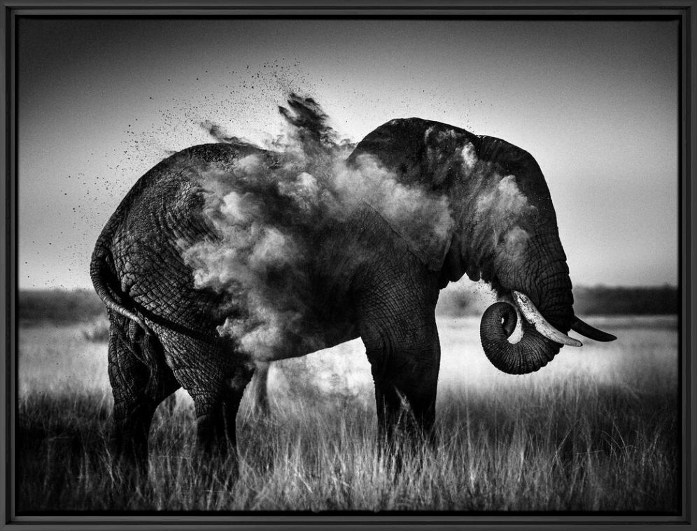 The Rising Sun, Elephant, MARIE FRANKEL · Art photographs