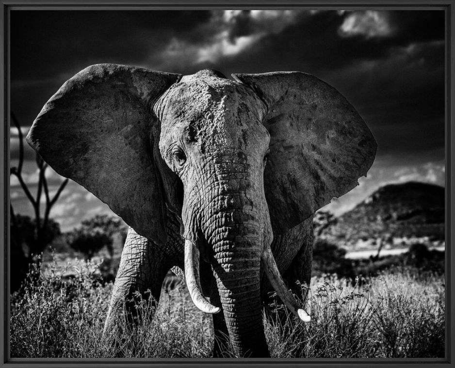 Fotografie Elephant curieux II - LAURENT BAHEUX - Bildermalerei