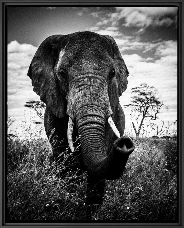 Photographie ÉLÉPHANT CURIEUX - LAURENT BAHEUX - Tableau photo