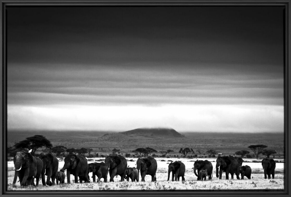 Fotografía Elephant Trip - LAURENT BAHEUX - Cuadro de pintura