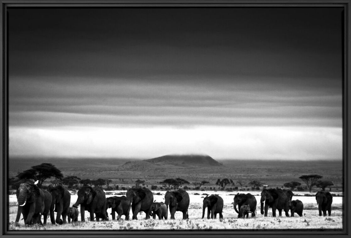 Kunstfoto Elephant Trip - LAURENT BAHEUX - Foto schilderij