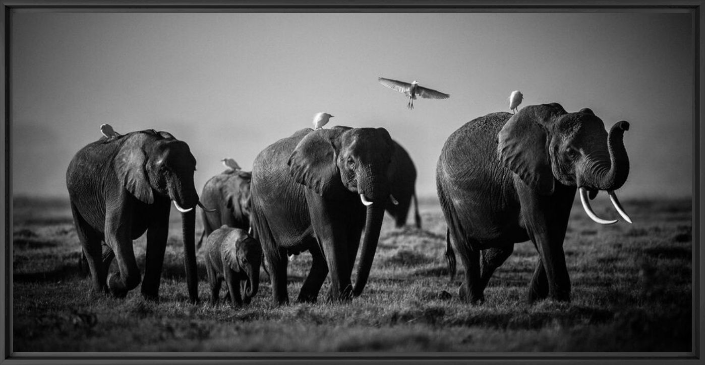 Fotografie Flying over giants, Kenya 2015 - LAURENT BAHEUX - Bildermalerei