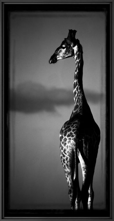Photograph Girafe au dessus des nuages - LAURENT BAHEUX - Picture painting