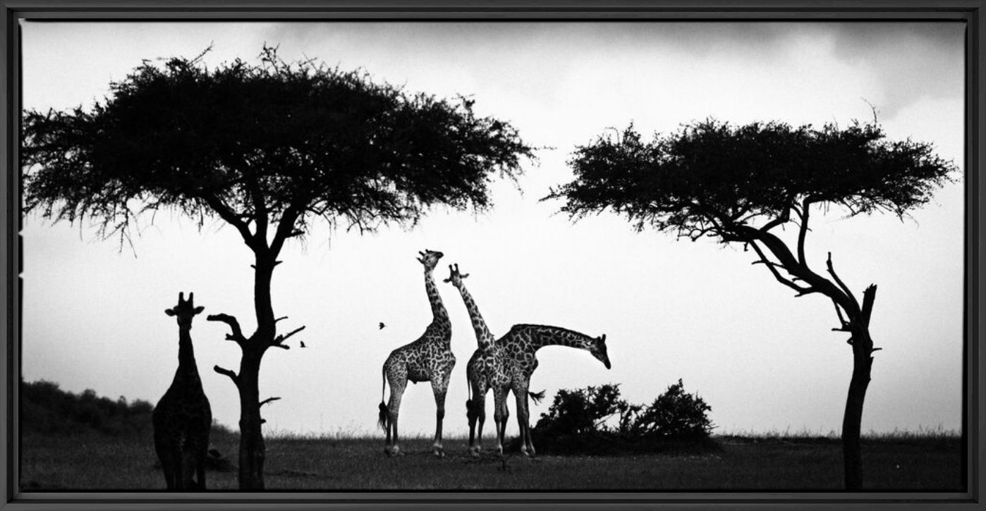 Fotografia Girafe Between Trees - LAURENT BAHEUX - Pittura di immagini