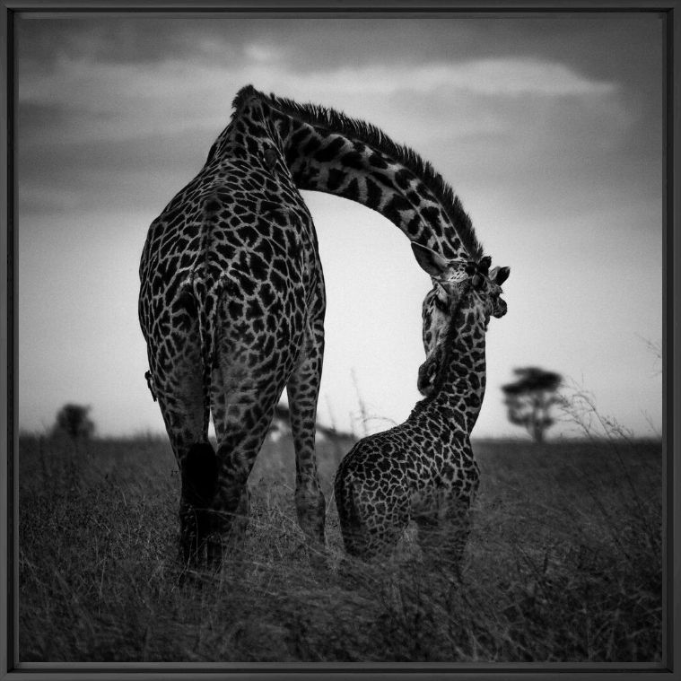 Photograph GIRAFON ET SA MERE - LAURENT BAHEUX - Picture painting